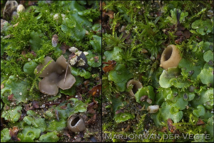 Klein leemkelkje - Tarzetta cupularis